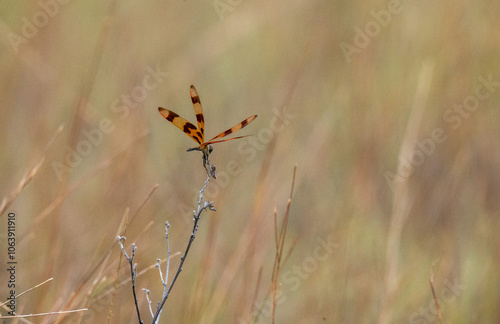 Close-Up of Dragonfly in Flight