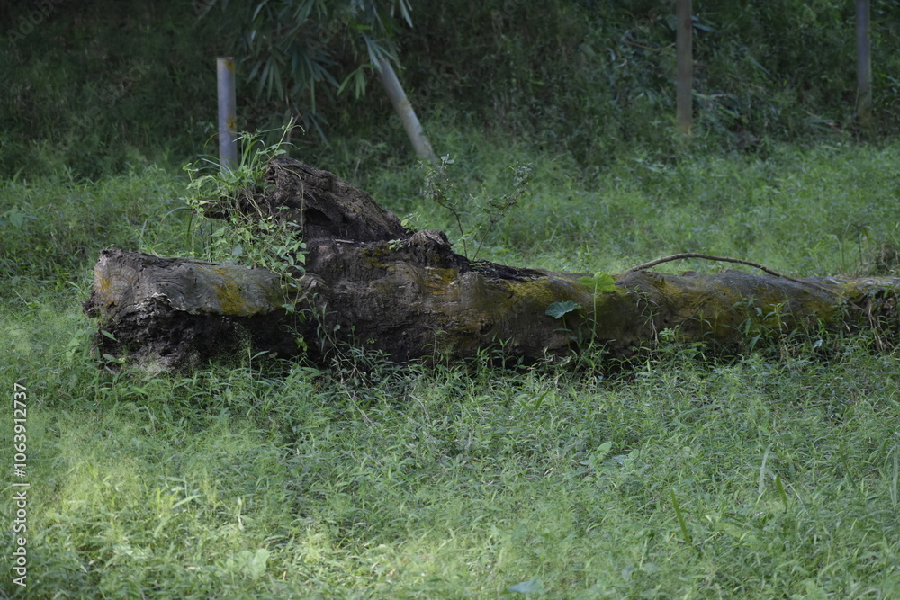 Fototapeta premium abandoned and eery