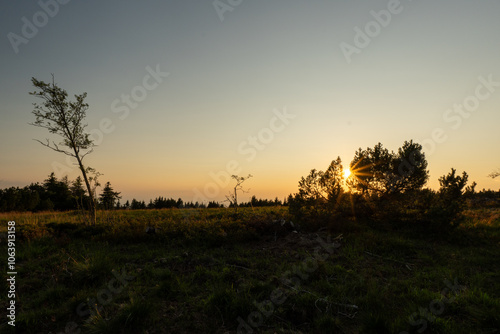 Wiese im Schwarzwald bei Sonnenuntergang
