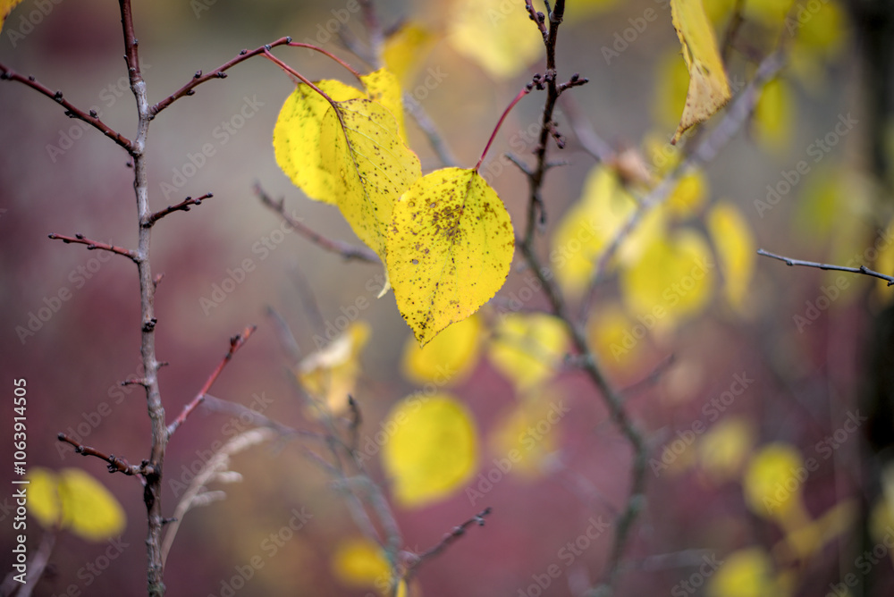 Yellow leaves on the branch in October