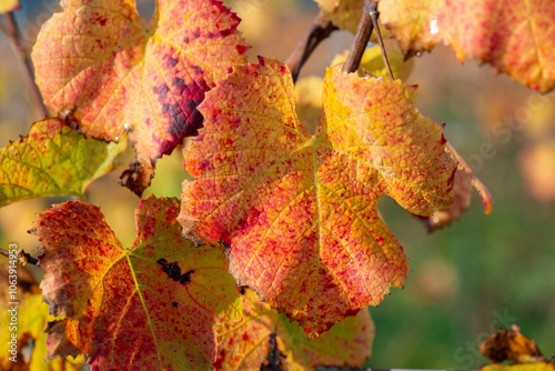 close-up view of a beautiful red and yellow leaf of a vine growing in a field in autumn