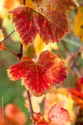 close-up view of a beautiful red leaf of a vine growing in a field in autumn