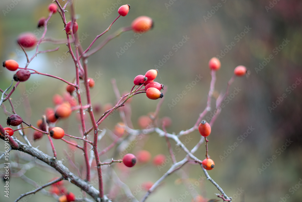 Rosehip bush with red berries on blurred background Rosehip bush with red berries on blurred background
