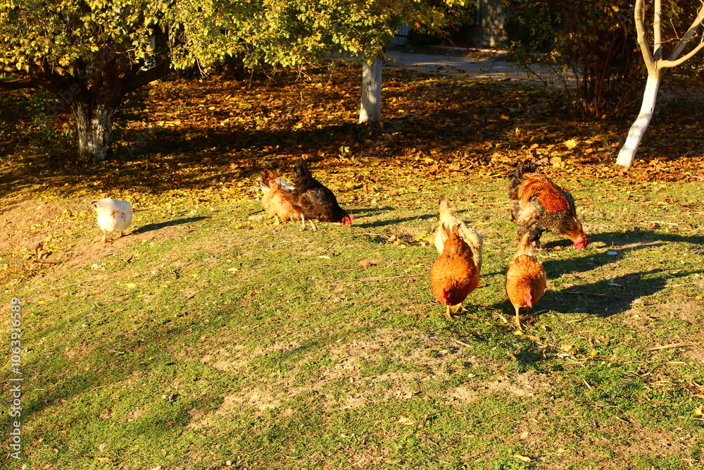 Fototapeta premium A group of chickens walking on grass