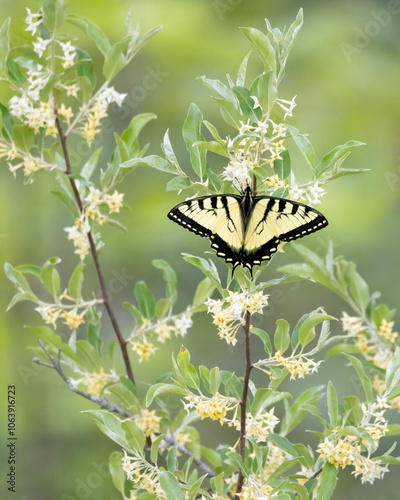 Beautiful eastern tiger swallowtail butterfly Papilio glaucus on flowering autumn olive Eleagnus umbellata photo