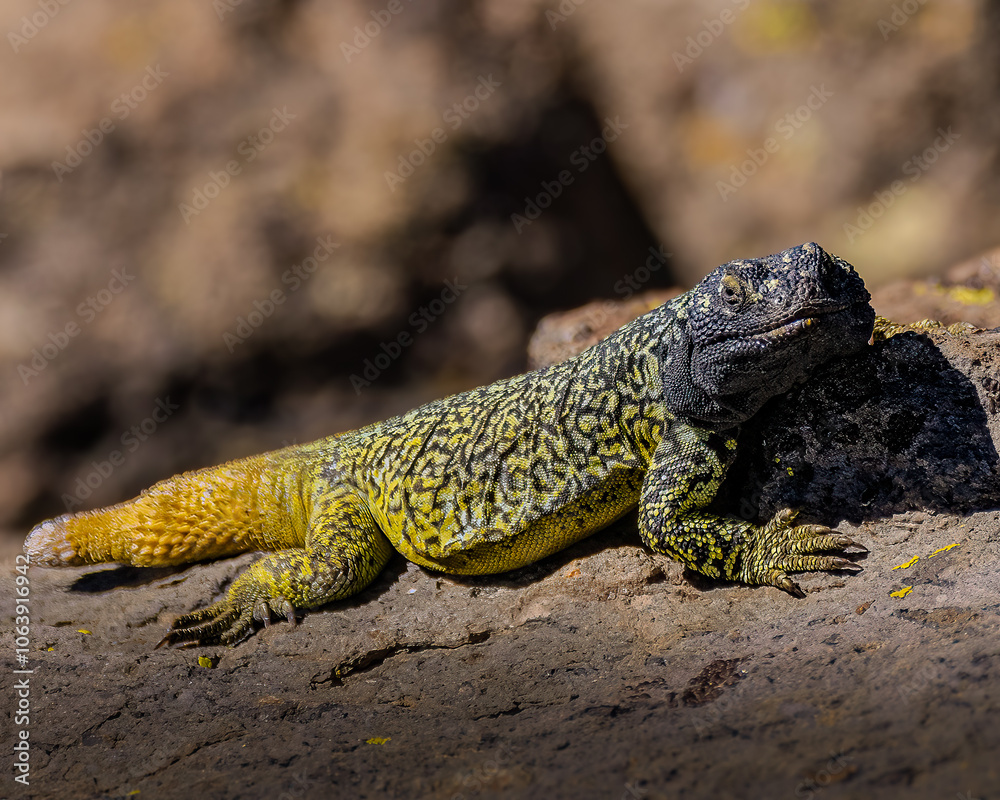 Obraz premium matuasto