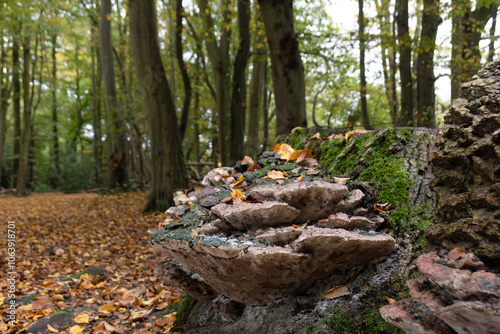 Bilde på lerret big polypore mushroom growing on a fallen tree