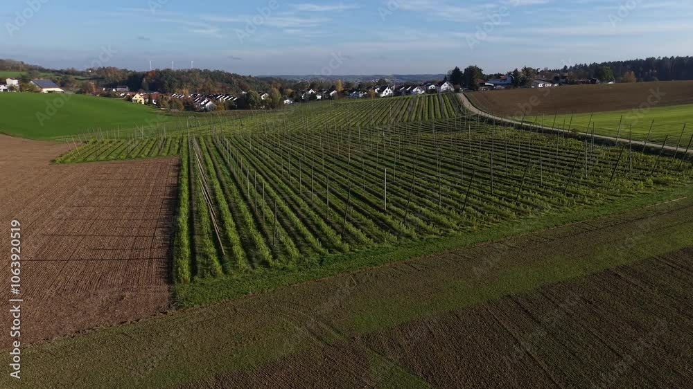 Fly over an empty Bavarian hops field after harvest season Fly over an empty Bavarian hops field after harvest season