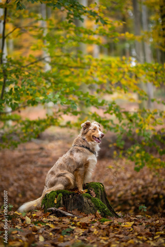 Ein Border Collie im Wald Herbst sitzt auf einem Baumstamm