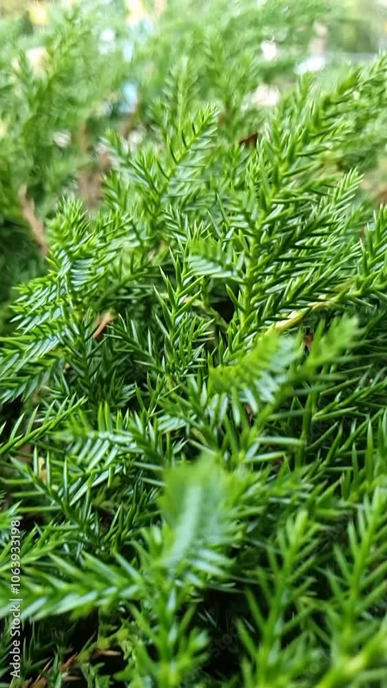 close up of pine tree branches as background. Vibrant lush green foliage footage. close up of pine tree branches as background. Vibrant lush green foliage footage.
