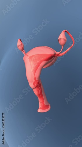 Mechanism of reproduction in women