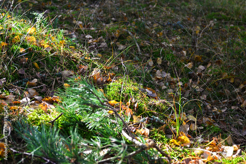 a forest with a tree and a few small yellow leaves
