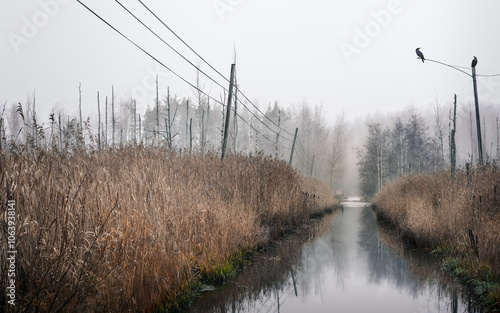 reeds in the water