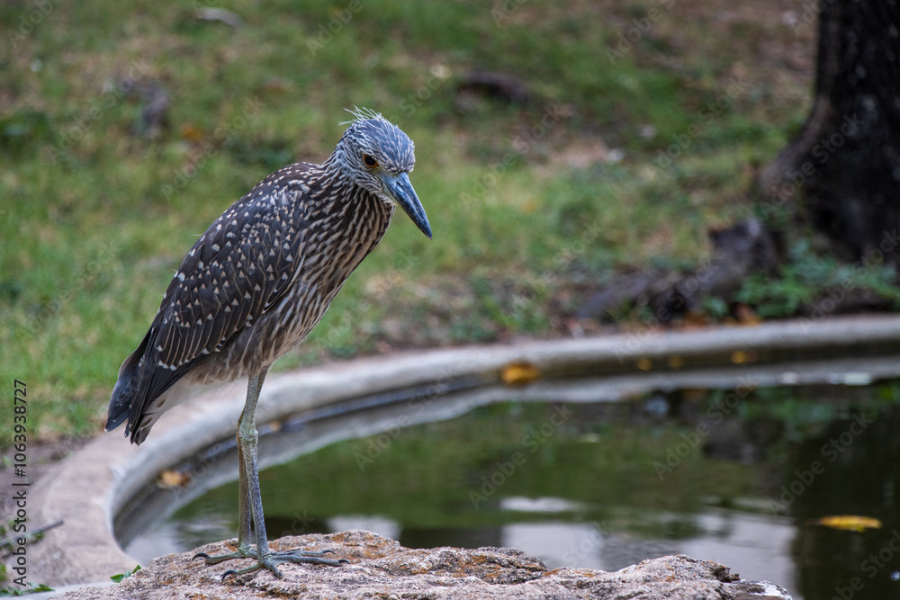 Fototapeta premium Bird by the Pond
