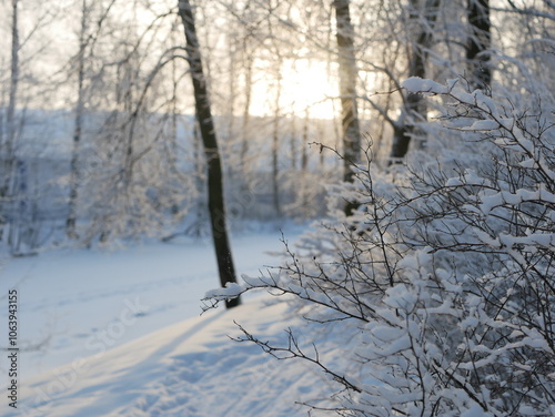 Winter landscape - a snow-covered park with beautiful trees, covered with hoarfrost. A Christmas picture - a winter forest, a sunny day in a fairy-tale park.