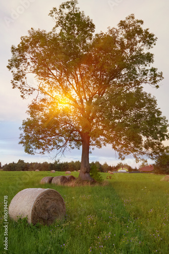 Baled hay under a large tree, in a meadow or pasture