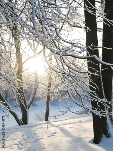 Winter landscape - a snow-covered park with beautiful trees, covered with hoarfrost. A Christmas picture - a winter forest, a sunny day in a fairy-tale park.