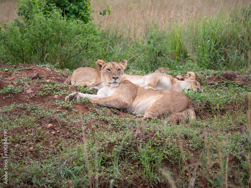 One lioness looks off into the distance while another lioness sleeps in the afternoon sun. 