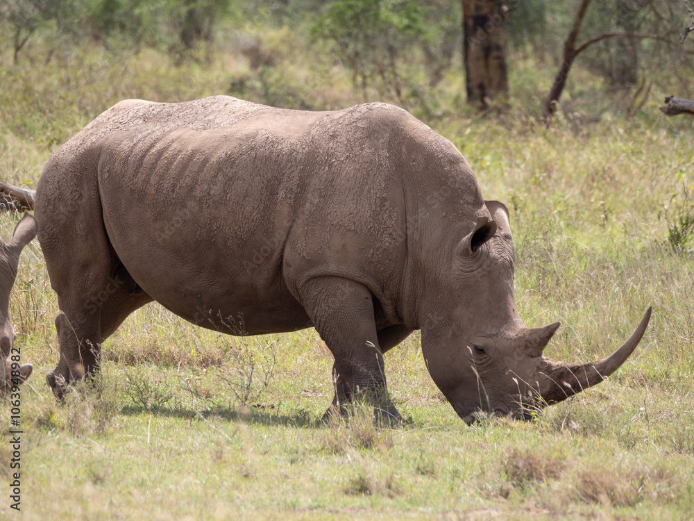 A white rhino standing a grass field with his head down. A white rhino standing a grass field with his head down.