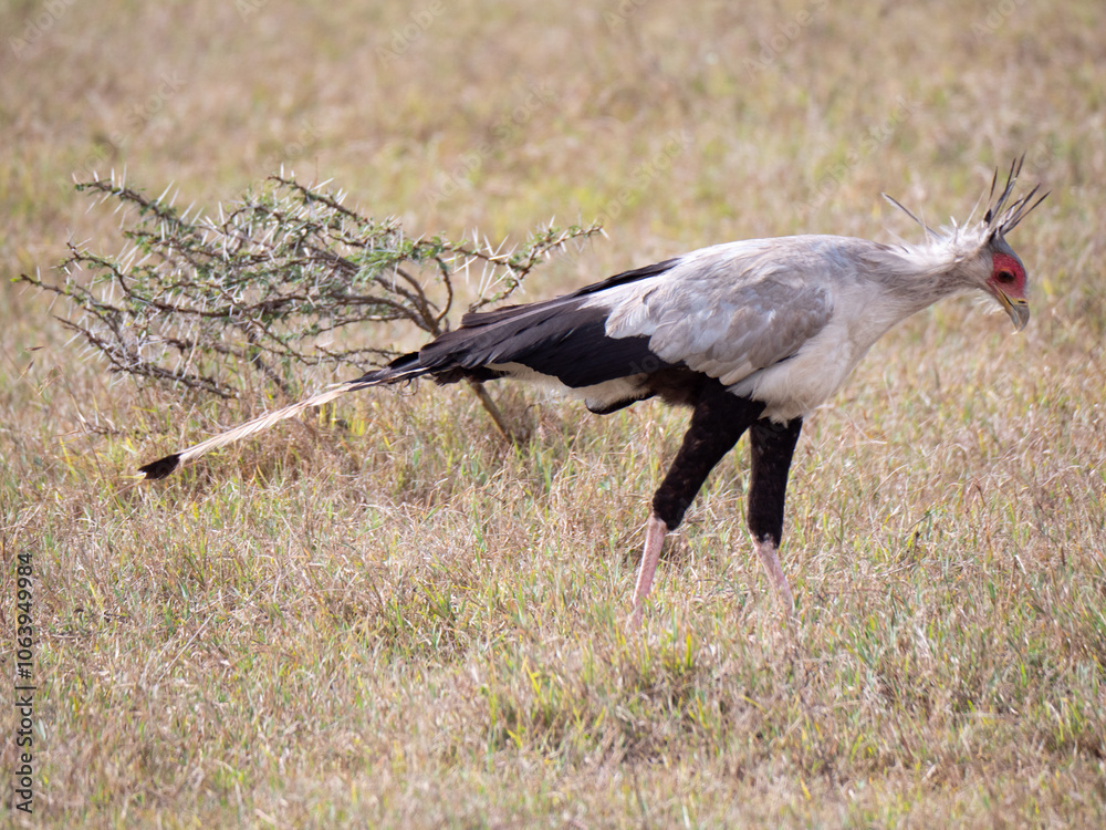 Fototapeta premium A secretary bird walking in a grass field. 