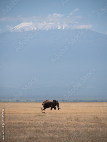 An elephant and an antelope crossing paths in a grassy field with Mount Kilimanjaro in the background. 
