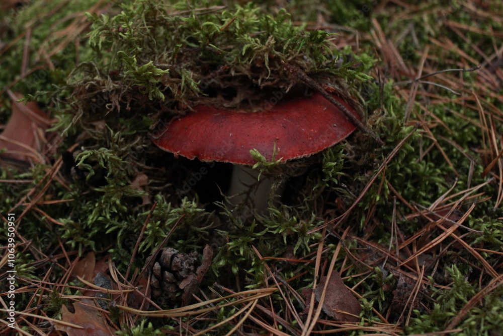 Autumn mushrooms in the forest Autumn mushrooms in the forest