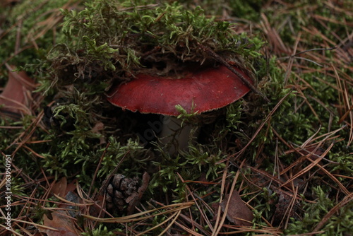 Autumn mushrooms in the forest