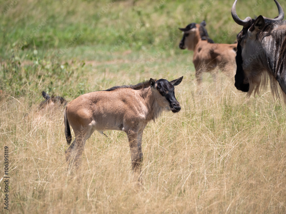 Fototapeta premium Many young wildebeest grazing in a field