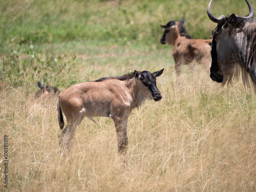 Many young wildebeest grazing in a field