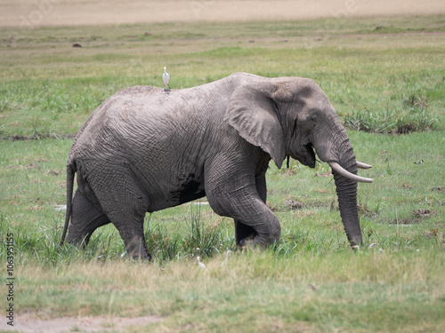 An adult elephant with a bird sitting on its back while walking in a grass field