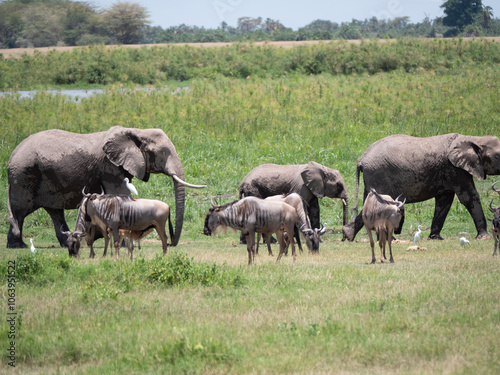 Photography A herd of elephants walking with wildebeest