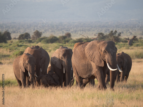 A herd of elephants traveling across the plains