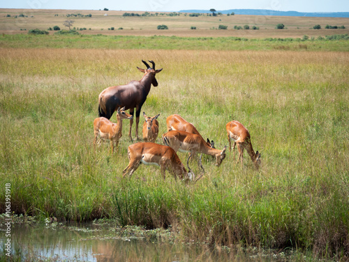 A herd of hartebeest grazing in the African plains