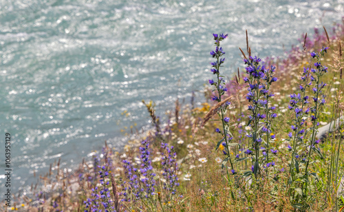 wild flowers on cyan river background #1063953129