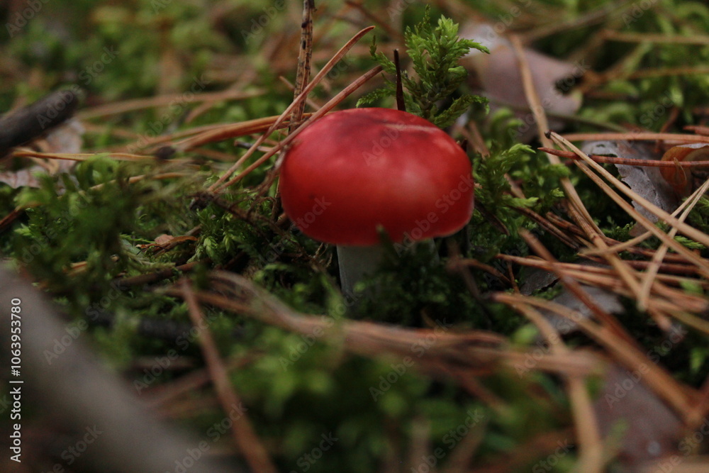 Autumn mushrooms in the forest red mushroom in the grass Autumn mushrooms in the forest red mushroom in the grass