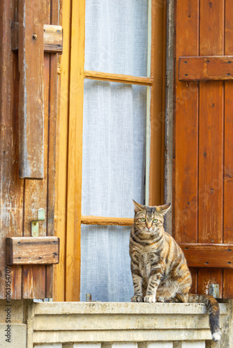 Gato atigrado sobre un alféizar en una ventana de madera