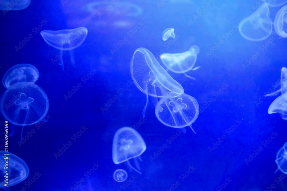 A swarm of transparent jellyfish, underwater world A swarm of transparent jellyfish, underwater world