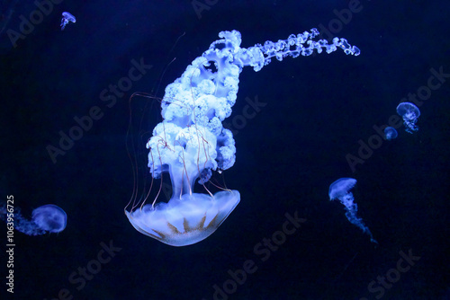 White large jellyfish with tassel-like arms, underwater world