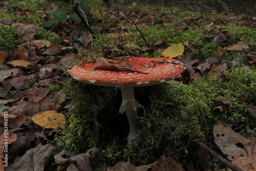 Red fly agaric in the forest red mushroom in the forest fly agaric mushroom