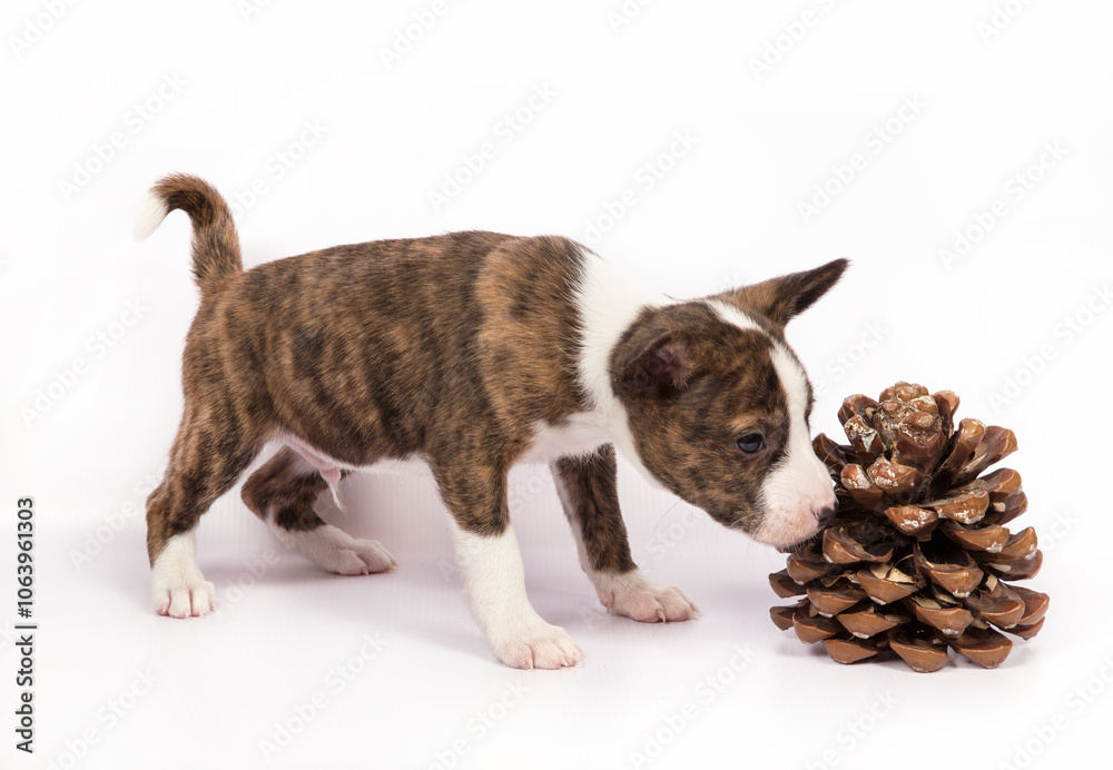 A Basenji puppy on a white background sniffs a pine cone. A Basenji puppy on a white background sniffs a pine cone.