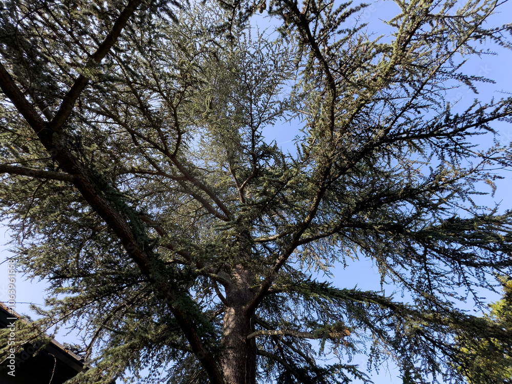A lush green tree stretches skyward under a clear blue sky in a peaceful outdoor setting during daylight hours A lush green tree stretches skyward under a clear blue sky in a peaceful outdoor setting during daylight hours