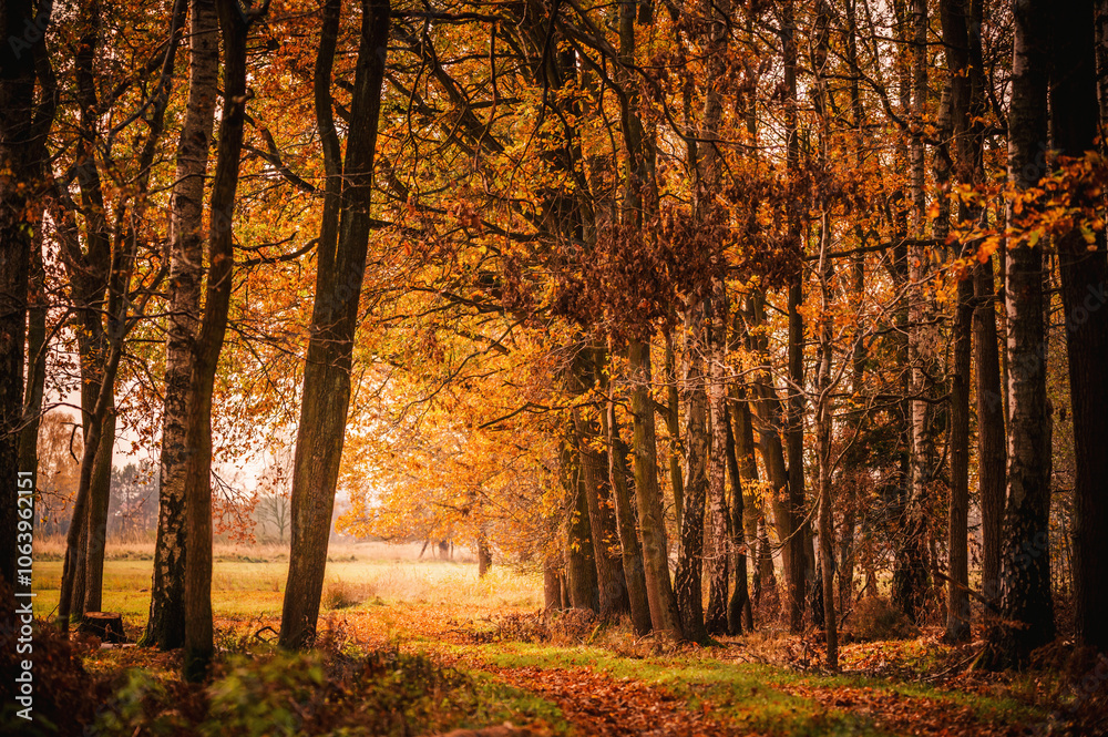 Fototapeta premium Las