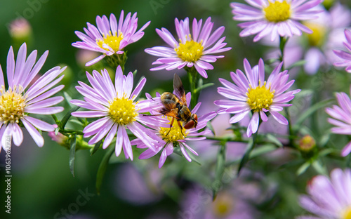 tachinid fly ectophasia crassipennis or oblonga on symphyotrichum aster blossom photo