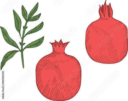 Vector illustration of Pomegranates on isolated background. Hand drawn engraved fruit and branch with leaves of juicy Garnet plant. Food, ingredient, medical. Design element for sign, logo, label