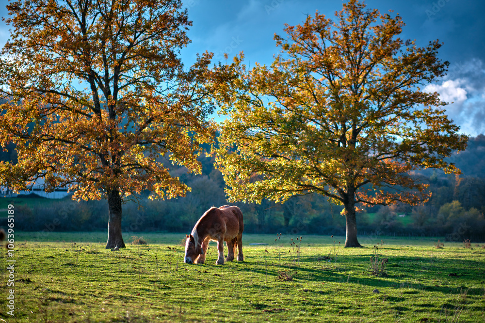 Naklejka premium Horse grazing in autumn meadow.