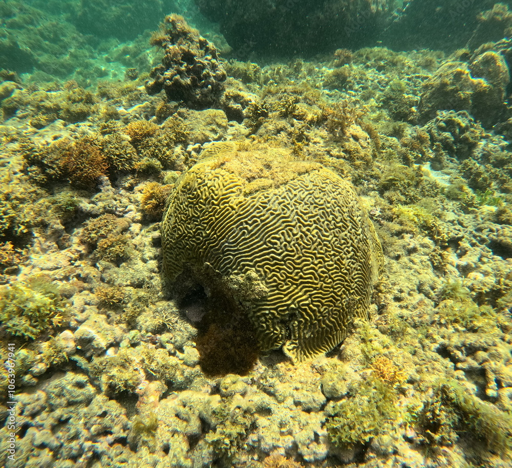 symmetrical Brain coral, undersea photo of hard coral in caribbean sea, pseudodiploria strigosa