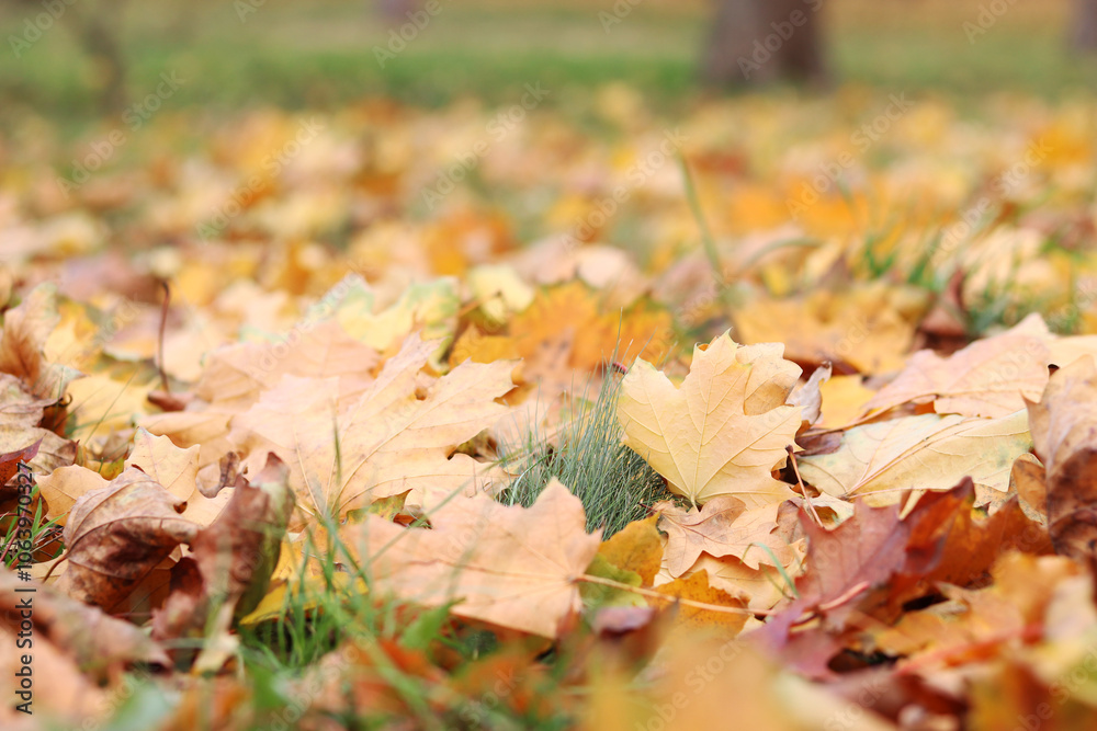 Many autumn fallen leaves on the meadow. Fallen autumn leaves, yellow leaves on a sunny day. Nature background. Fallen yellow leaves on the ground, selective focus. Autumn background Many autumn fallen leaves on the meadow. Fallen autumn leaves, yellow leaves on a sunny day. Nature background. Fallen yellow leaves on the ground, selective focus. Autumn background