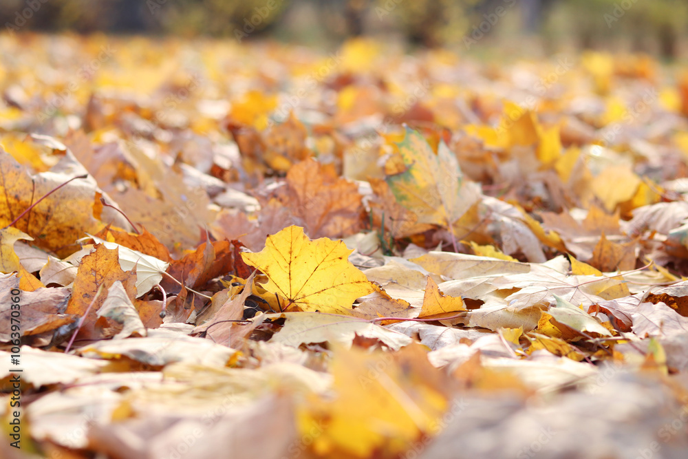 Many autumn fallen leaves on the meadow. Fallen autumn leaves, yellow leaves on a sunny day. Nature background. Fallen yellow leaves on the ground, selective focus. Autumn background
