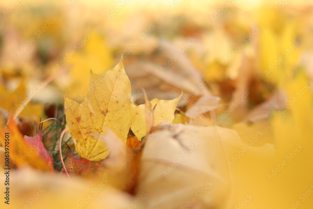 Many autumn fallen leaves on the meadow. Fallen autumn leaves, yellow leaves on a sunny day. Nature background. Fallen yellow leaves on the ground, selective focus. Autumn background Many autumn fallen leaves on the meadow. Fallen autumn leaves, yellow leaves on a sunny day. Nature background. Fallen yellow leaves on the ground, selective focus. Autumn background