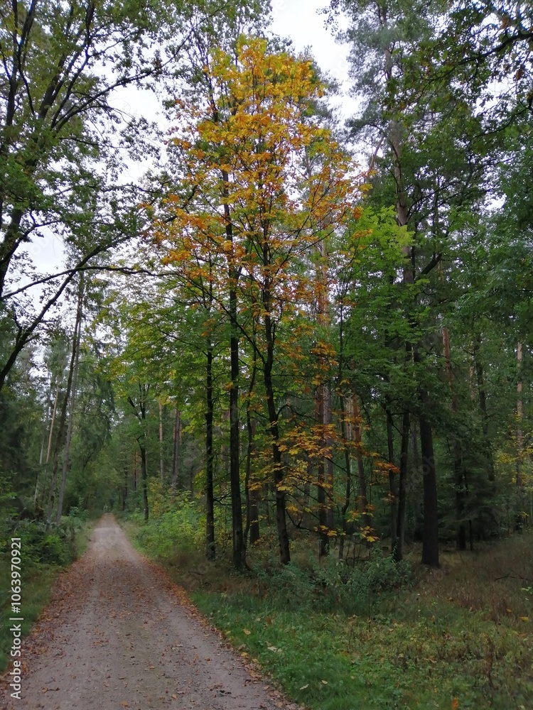 Fototapeta premium waldbaum